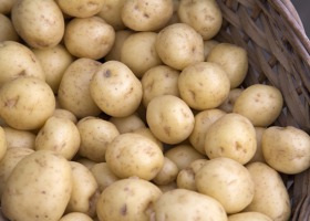 Jak odróżnić ziemniaki wczesne od młodych?