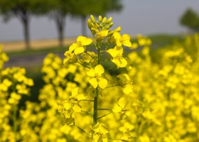 Fachowa optymalizacja rzepaku na starcie