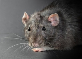 Jak skutecznie i zgodnie z prawem zwalczać szczury?