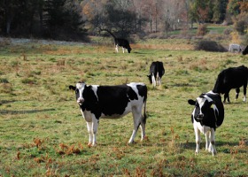 Co należy wiedzieć o odnowie pastwiska po zimie?