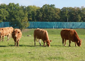 Karmienie bydła – jak tworzyć wołowinę idealnie zdrową dla ludzi?