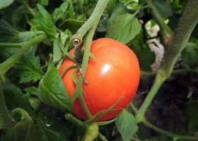 Jak dobrze odżywiać pomidory?