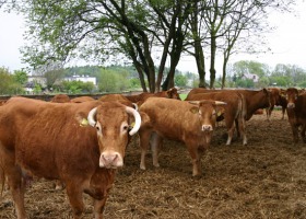 Jaki system utrzymania bydła mięsnego wybrać?