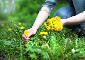Zbieramy wiosenne zioła - poradnik dla początkujących
