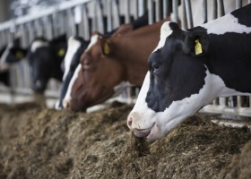 Jak powinno wyglądać żywienie krów zasuszonych?