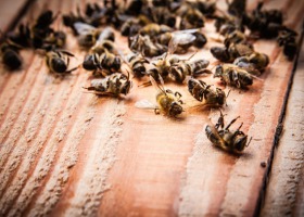 Groźne dla pszczół neonikotynoidy zakazane!