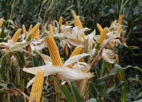 Wymagająca kolba, czyli jak uprawiać kukurydzę?