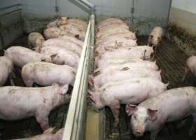 Zasady zabezpieczania stada świń
