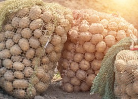 Kalkulacje rolnicze - ziemniaki jadalne