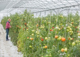 Metody zapylania pomidorów w uprawie szklarniowej i tunelowej
