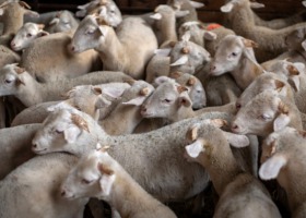 Opłacalne i skuteczne żywienie owiec