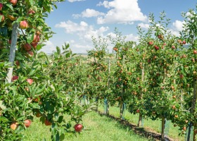 Prawidłowe sadzenie i właściwe nawożenie jabłoni
