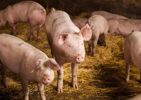 Jak przeprowadzić sztuczną inseminację u świń?