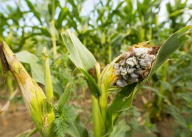 Jak zwalczać ataki głowni kukurydzy?