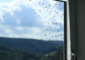 Jak pozbyć się owadów z domu? Sprawdzone sposoby!