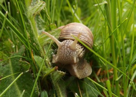 Dochodowa hodowla ślimaków winniczków