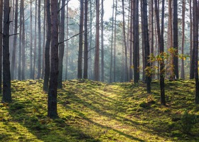 Warte odwiedzenia... Kampinowski Park Narodowy