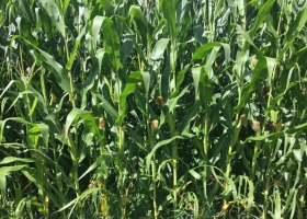 Omacnica prosowianka - jak walczyć z kukurydzianym intruzem?