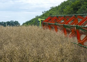 Jaki rzepak najlepiej plonował w doświadczeniach rozpoznawalnych?