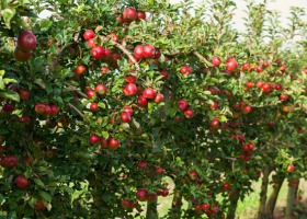 Jak prawidłowo nawozić jabłonie? - Porady dla sadowników