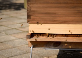 Jak miasto działa na pszczoły?