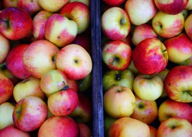 W poniedziałek ruszy interwencyjny skup jabłek przemysłowych
