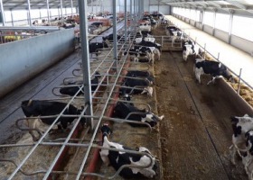 Skąd się biorą krowy rekordzistki?