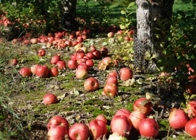 Skup jabłek przemysłowych - czy wszystko idzie zgodnie z planem?