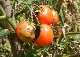 Znaleziono winowajcę raka bakteryjnego pomidorów