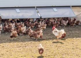 Przyczyny chorób zakaźnych u drobiu – na co zwracać uwagę?