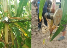 Metalowe pułapki w kukurydzy - czy to protest przeciw GMO?