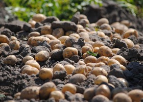 Które ziemniaki najlepiej poradziły sobie z suszą?