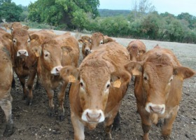 Francuskie bydło mięsne - relacja z targów hodowlanych  SOMMET DE L’ELEVAGE