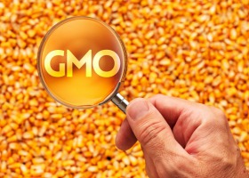 Zakaz GMO w paszach coraz bliżej