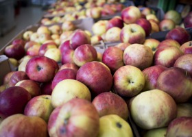 Czy przetwórcy jabłek są w zmowie?