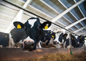 Rośnie pogłowie krów mlecznych w Polsce