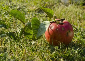 Walka z parchem jabłoni zaczyna się jesienią