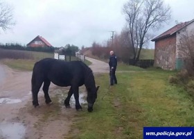 Policyjny pościg za... koniem