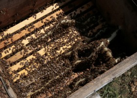 Amerykański zgnilec pszczół zaatakował na Podlasiu