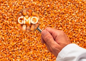Poseł Kaczmarczyk zarzuca hipokryzję w sprawie GMO