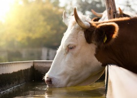 Ile wody potrzebuje krowa?