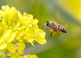 Neonikotynoidy przyczyną sporów plantatorów i ekologów