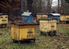 Pszczoły poczuły zimę