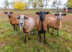 Afrykańskie "futrzaki", czyli owce kameruńskie