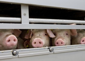Ważna decyzja ministra w sprawie importu świń