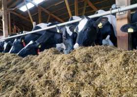 Krowy po wódce - dlaczego ważna jest dobra kiszonka?