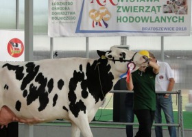 Aukcje jałówek w sercu Polski