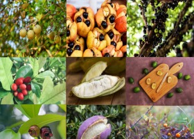 9 owoców tropikalnych, o których nie mieliście pojęcia