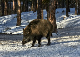 PZŁ informuje, ile dzików odstrzelono w 2018 r.