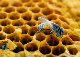 Zaproszenie na konferencję "Weterynaria dla pszczelarstwa"